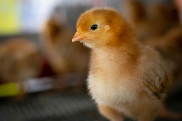 A baby chick may be adorable, but it also requires proper care and safe handling as a livestock species. (Photo by Todd Johnson, OSU Agricultural Communications Services) 